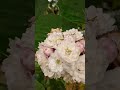 Hazari Mogra(Clerodendrum Chinense) plant ഓട്ടോർമോഹിനി ഈ പൂ കണ്ടിട്ടുണ്ടോ ചെണ്ടു റോസ്/ കുട മുല്ലപ്പൂ
