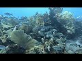 Cayman Brac - End of Island - Pt 5 - HUNDREDS OF FISH!