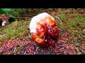 Floating Tree in Washington  - Oddments Vlog 17