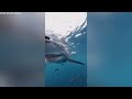 1 Hour of Scariest Shark Encounters of The Year 2024 (Part 2)