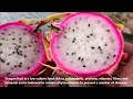 HOW TO INDUCE DRAGON FRUIT TO FLOWER | EASY FRUITING TIPS