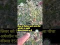 लिवर को डिटॉक्स करने वाला पौधा #लिवर #viral #trending #halthy #youtube #health