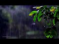 Relaxing Rain & Thunder 🌧️ | 1 Hour of Calming Music 🎶 | Serene Rainy Scenes 🌿
