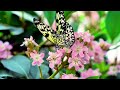 Relaxing Music🌺Calm Music Soothing the Nervous System and Pleases the Soul, Healing Mind & Body