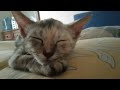 Calmy Jun kitten resting on pillow.