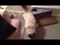 Funny cat fail