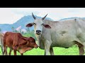 Sapi Lembu Lucu dan Jinak Turun ke ladang  ramai-ramai -  Suara Sapi pulang ke kandang Lembu