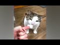 🐕 Adorable Pets Doing the Funniest Things 😂 Funny And Cute Cats Videos 2024 😹