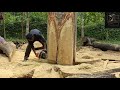 യമണ്ടൻ മരം മുറി biggest tree cutting skills