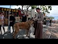 Cash 2.0 Great Dane on St Patrick's Day 2024 at The Grove and Farmers Market in Los Angeles (1 of 4)