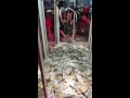 Trying to win cash from the claw machine