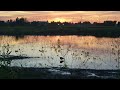 birds in a pond at sunset