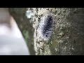 black hairy caterpillar crawling in humid forest itchy insecta