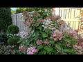 Weekly Walkabout & Garden Tour - End of July, Big Blooming Hydrangeas & Phlox 🌸🪴💐