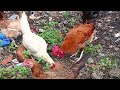 Meluruskan Ekor, Merawat Ekor Lidi Ekor Panjang/Anak Ayam Aseel Parrot BLT #ayamhias #ekorlidi