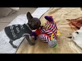 Tiny Frenchie's reaction: When a real dog meets a fake dog that sings.
