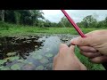 Mancing Di Sarang Ikan Betok / Papuyu