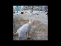 😂🐱 Try Not To Laugh Dogs And Cats 😆🐱 Best Funny Animal Videos #18