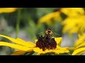 Bees and False Bees