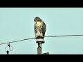 Red-Tailed Hawks at My House: The First 6 Days