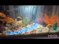 Aquarium setup || Simple aquarium setup || एक्वेरियम सेटअप🐠|| Fish Tank 🐋