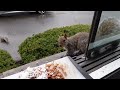 Squirrels' reactions to doughNUTS