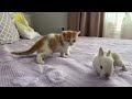 Cute Tiny Kitten Reacts to Baby Bunny [Cuteness Overload]