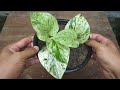 How to grow and care money plant | Growing Money plant from cuttings