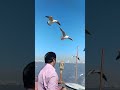 seagulls feeding off Gateway if India, Mumbai