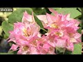 Bougainvillea Variety Names / Top 10 Bougainvillea /Bagan Bilash / Bagan Bilash Flower