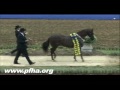 Paso Fino Horse Association 2012 Grand National Show Promo