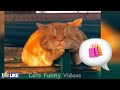 FUNNY Cats , Dogs 2024 try not to laugh 🤣- Cute AND funny Animals Videos 2024😹😹 part 71