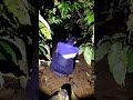 HIBURAN PETANI KOPI DI MALAM HARI