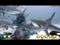 ORCA VS GREAT WHITE SHARK - Shark VS Killer Whale Amazing Comparison! - Blondi Foks