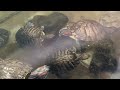 Large Chinese turtle Trionyx (pelodiscus sinensis)  | Red eared slider fight over food
