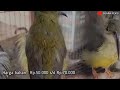 Suaranya Sama! 5 Jenis Burung Masteran Murah, Suaranya Mirip Masteran Kelas Atas!