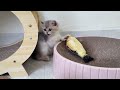 Adorable Delina Kittens - The funniest animals and pets 2024