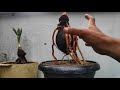 CARA EXPOSE AKAR MENGELILINGI BATOK BONSAI KELAPA AMAN DAN MUDAH