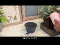 小さな寄せ植え／2ポットで可愛く作る鉢植え【初夏のガーデニング】-フローラ黒田園芸- mixed planting / Gardening in early summer 4K ULTRA HD