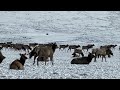 7,312 elk resting after a meal of alfalfa pellets