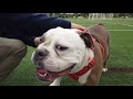 Olde English Bulldog 2 y/o 