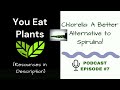 Chlorella: Better Than Spirulina! (Chlorella vs Spirulina - More Benefits & Safer Alternative)