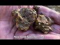 Gold Specimens at Jupiter Creek Goldfields South Australia.. 2024