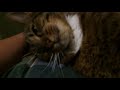 Cat Petting Diaries 4: The Phantom Petting