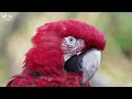 The Most Wonderful Parrots in the World | Amazing Soothing Piano Music | Beautiful Birds Sound
