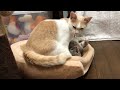 母猫が子猫を連れて玄関にやってきたので保護しました！走り回るメルモ A mother cat and kitten Melumo