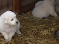 Maremma Sheepdog puppies