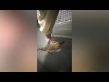 Feeding Time For Cute Baby Crocodile || Newsflare