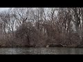 Beaver lodge on Pelee Island