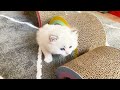 Ragdoll Kittens 6 Weeks Old | So Cute!